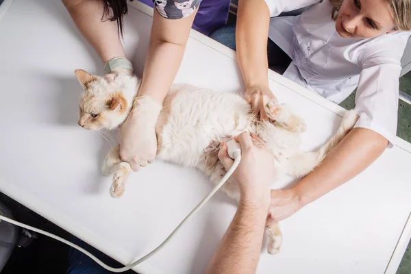 Kat Met Echografie Scannen Het Kantoor Dierenarts Kat Veterinaire Kliniek — Stockfoto