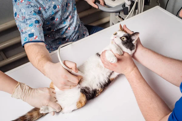 Cat having ultrasound scan in vet office.