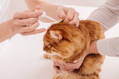 damlayan veteriner yavru kedi kulak damlaları