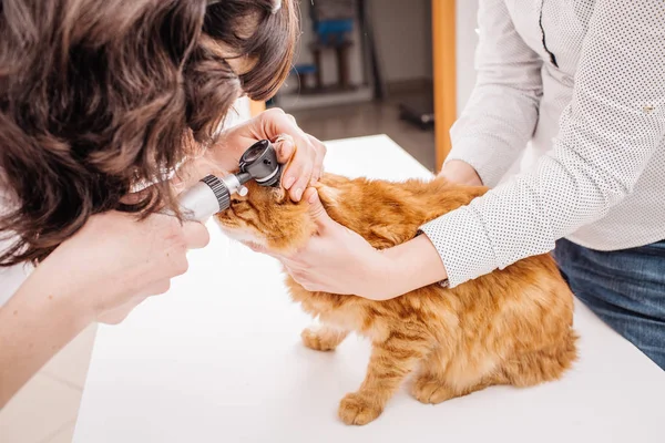 Gros plan du médecin vétérinaire avec otoscope contrôle orange — Photo