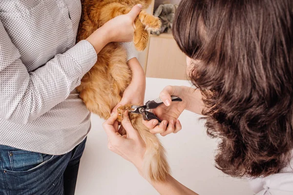 VET škrty nehty kočky. — Stock fotografie