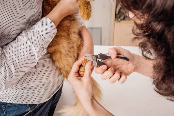 Dierenarts snijdt de nagels van de kat. — Stockfoto