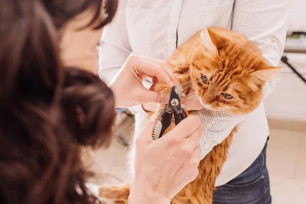 Tierarzt Schneidet Der Katze Die Nägel Auf Medizin Haustier Tiere — Stockfoto