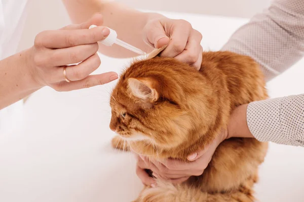 Veterinární lékař kapající kapky do ucha kotě — Stock fotografie
