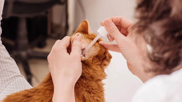 Dierenarts druipend zakt naar het oor kitten — Stockfoto