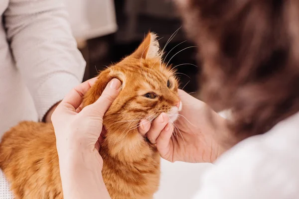 Ветеринар капает капли на ухо котенка — стоковое фото