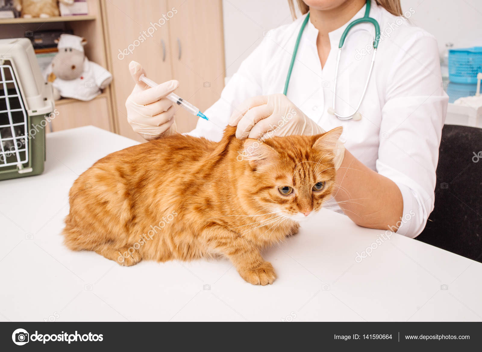 Veterinarian giving injection to cat at vet clinic. Stock Photo by  ©kaninstudio 141590664