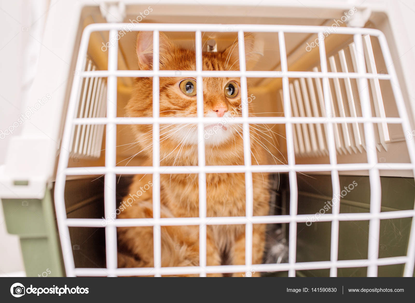 Cage Chat Images Libres De Droit Photos De Cage Chat Depositphotos Cage Chat Images Libres De Droit Photos De Cage Chat Depositphotos