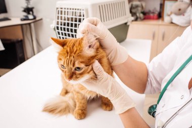 kedi veteriner Kliniği.  