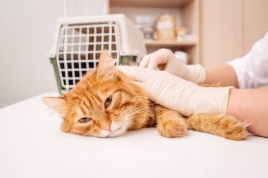 veteriner Doktor stetoskop kediyi yerden kontrol ile 