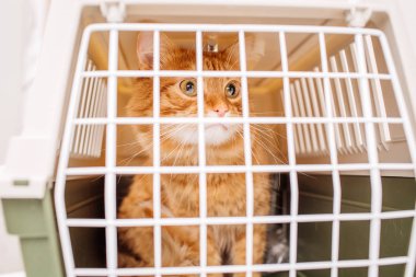 Taşıma için bir kedi kafesi ile kutu
