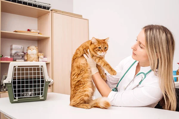 Médecin vétérinaire avec stéthoscope contrôle chat — Photo