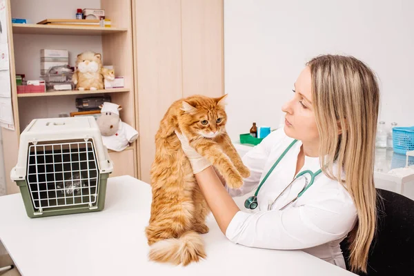Ветеринарний лікар зі стетоскопом перевіряє кота — стокове фото