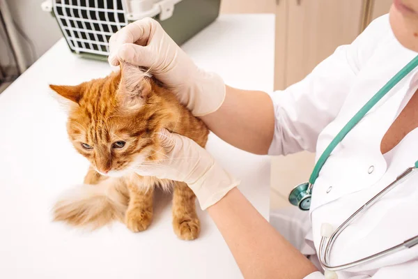 Кот в ветеринарной клинике . — стоковое фото