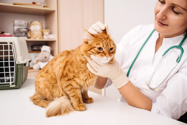 Chat dans une clinique vétérinaire . — Photo