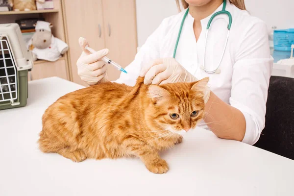 Ветеринар дає ін'єкції кішці у ветеринарній клініці . — стокове фото