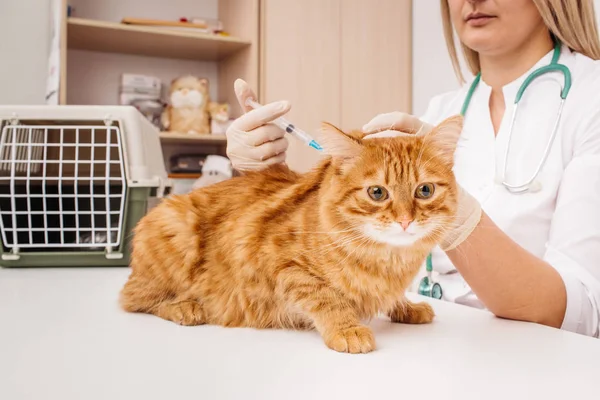 Tierarzt verabreicht Katze Spritze — Stockfoto