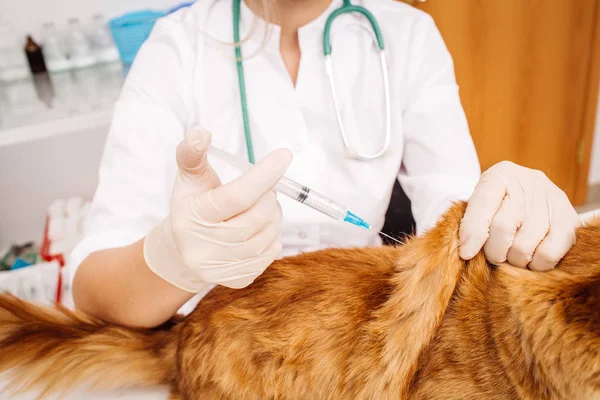 Wstrzyknięcia do kota w klinice vet weterynarz. — Zdjęcie stockowe