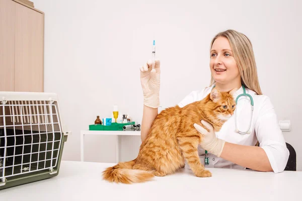 Veterinario che somministra l'iniezione al gatto — Foto Stock