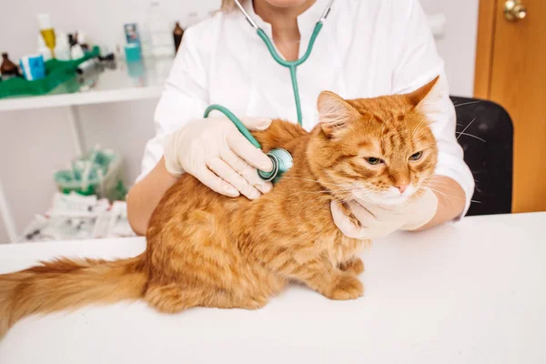 Dokter hewan dengan stetoskop memeriksa kucing. — Stok Foto