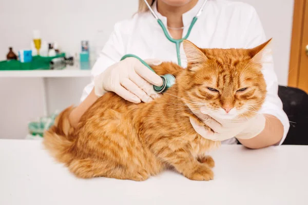 Ветеринарний лікар зі стетоскопом перевіряє кота — стокове фото