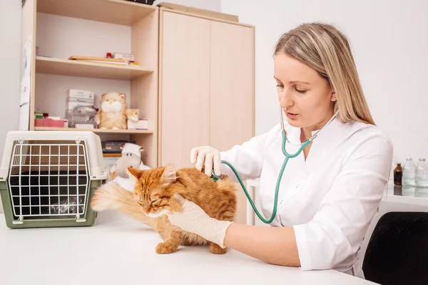 Medico veterinario con stetoscopio controllo gatto — Foto Stock