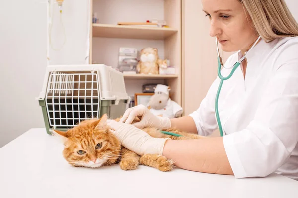 Tierarzt mit Stethoskop untersucht Katze — Stockfoto