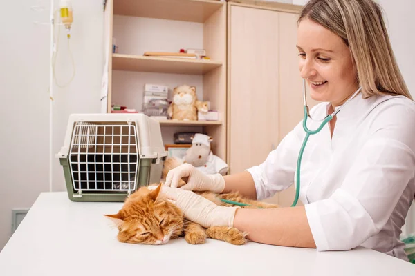 Médico veterinário com estetoscópio de verificação de gato — Fotografia de Stock