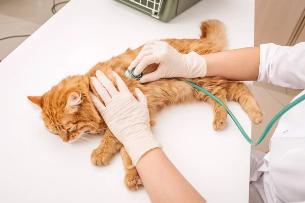 Katze in Tierklinik. — Stockfoto