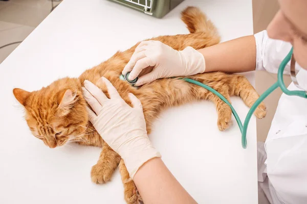 Ветеринарный врач со стетоскопом, проверяющий кошку — стоковое фото