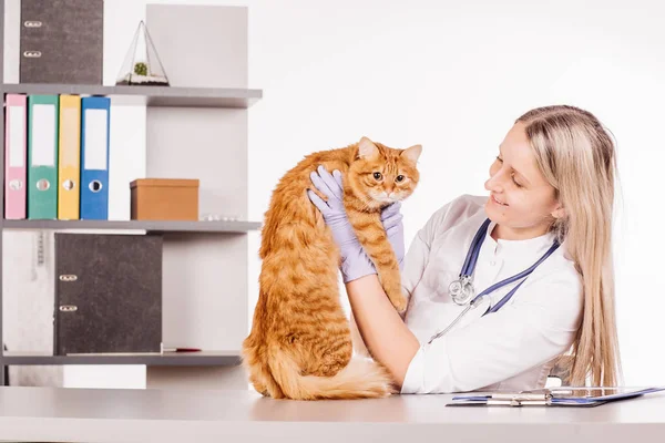 Veterinarian doctor with stethoscope checking up cat — Stock Photo, Image