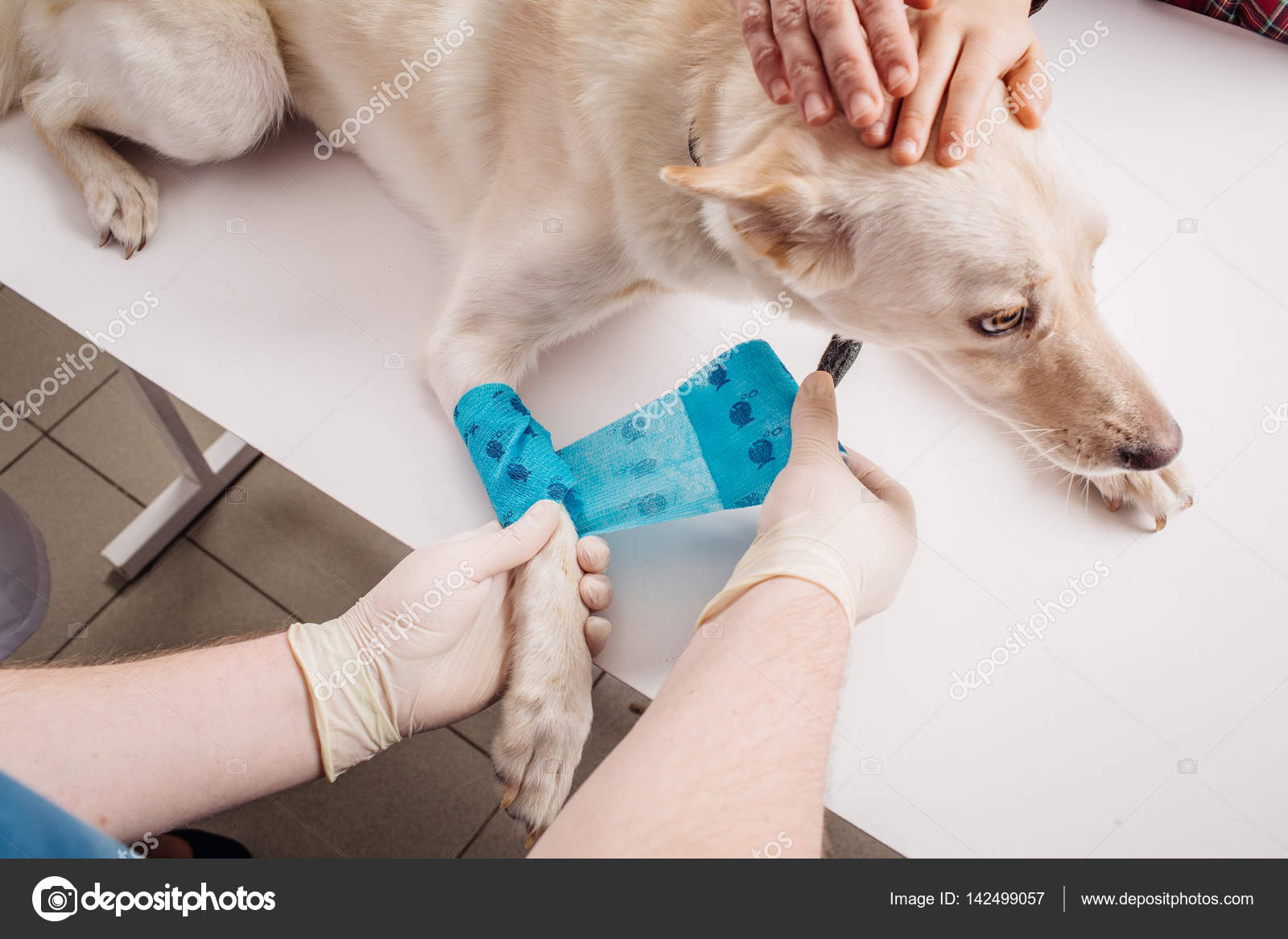 Vet bandaging paw of a dog. — Stock Photo © kaninstudio 142499057