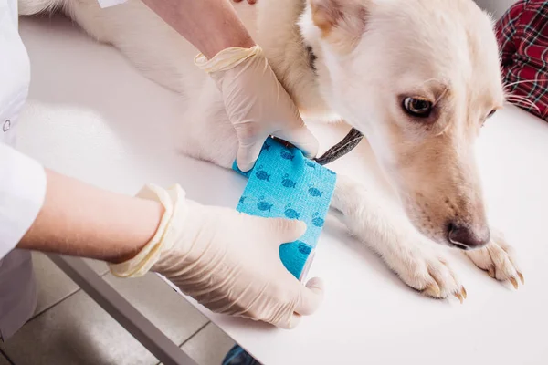 Ветеринарна перев'язка лапи собаки . — стокове фото