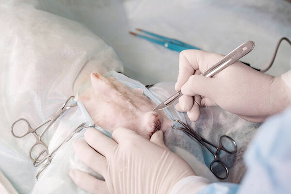 close up of veterinarian or doctor with scalpel doing surgery 