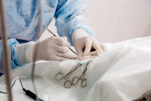 Gros plan du vétérinaire ou du médecin avec scalpel faisant de la chirurgie — Photo