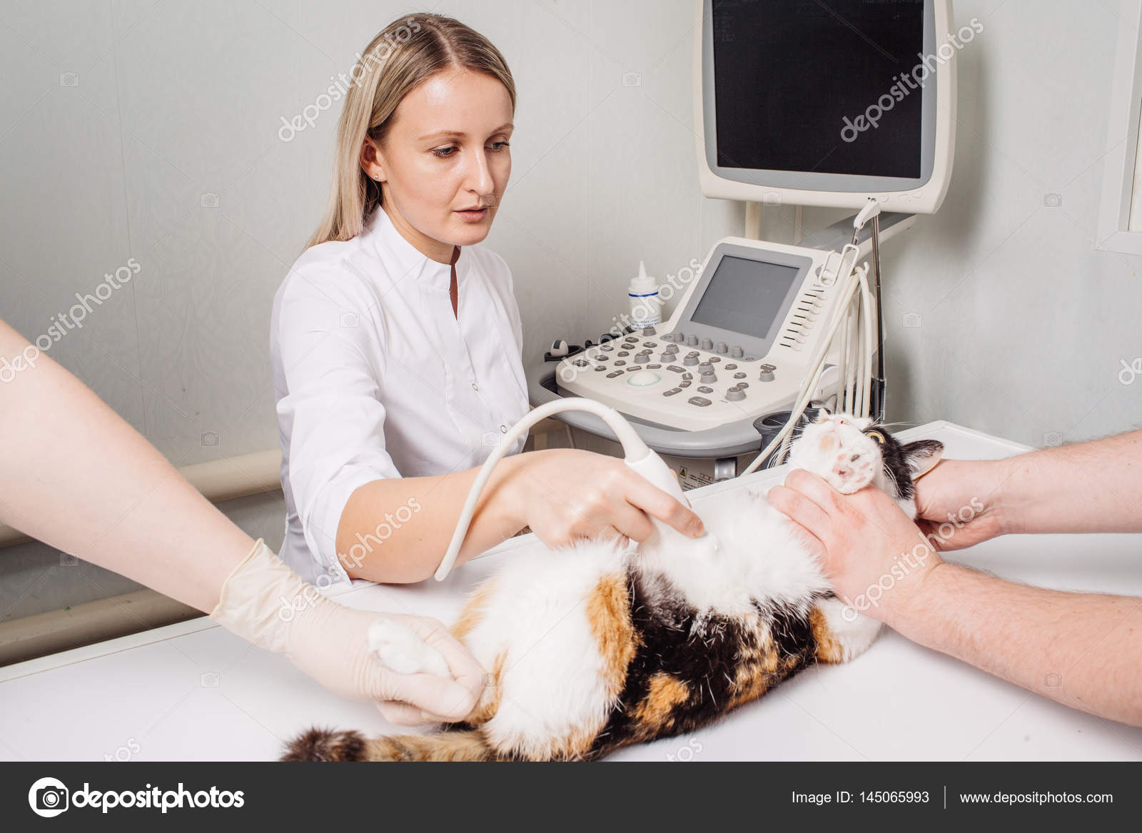 Cat Ultrasound Costs How It Works