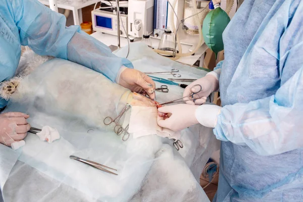 Perto de veterinário ou médico com bisturi fazendo cirurgia em — Fotografia de Stock