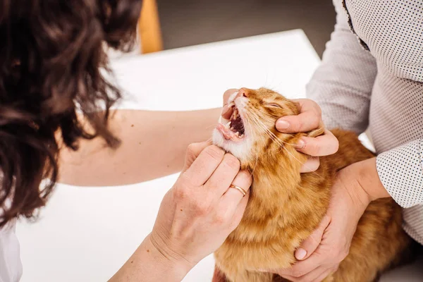 Veterinář zkontroluje zuby kočka. — Stock fotografie