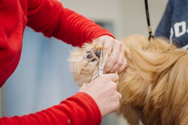 Yorkshire terrier med grooming master i salong — Stockfoto