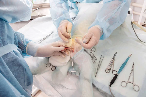 Close-up de veterinário ou médico com bisturi fazendo cirurgia — Fotografia de Stock
