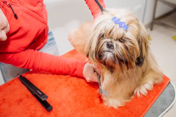 Yorkshire terrier con maestro de aseo en el salón — Foto de Stock