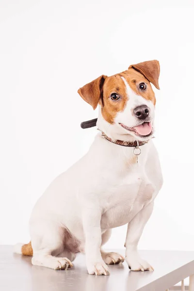 Jack Russell Terrier — Stockfoto