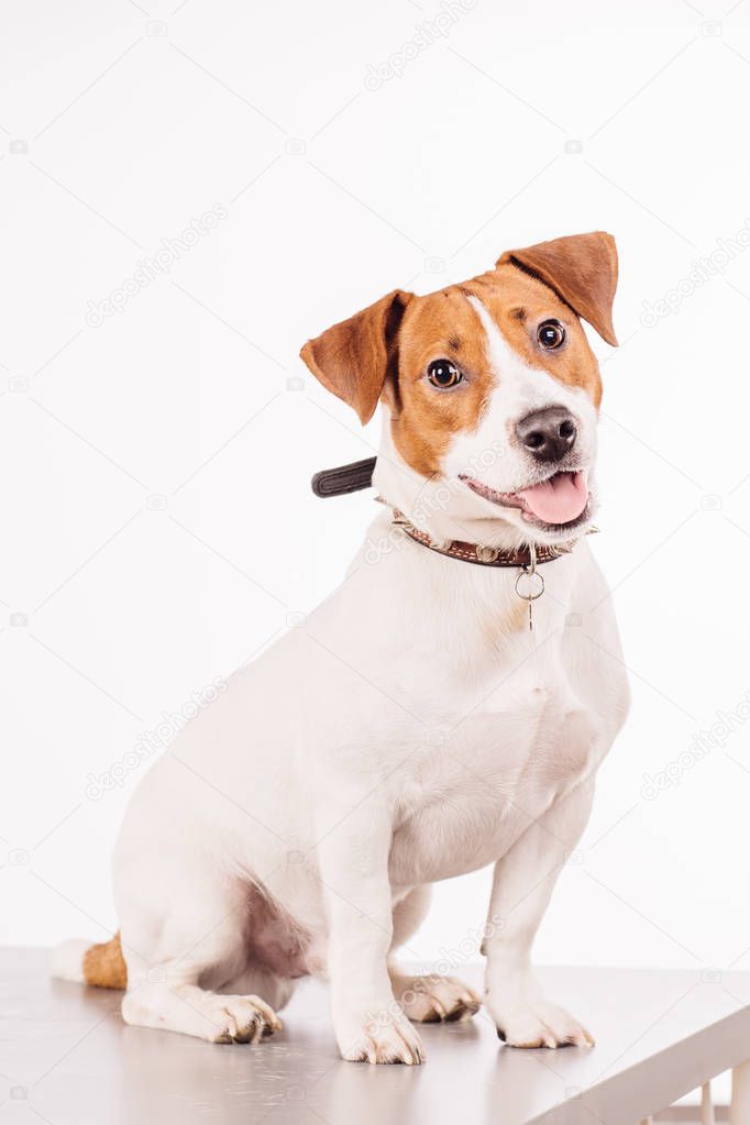 Jack Russell Terrier