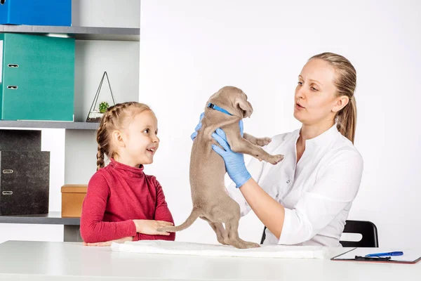 Colaborador Veterinário Examinando Cão Consultório Médico — Fotografia de Stock