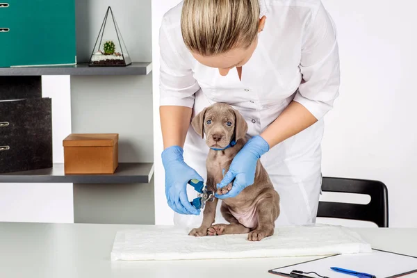 Vet cutting dog toenails — Stock Image Vet cutting dog toenails Royalty Free Stock Photos
