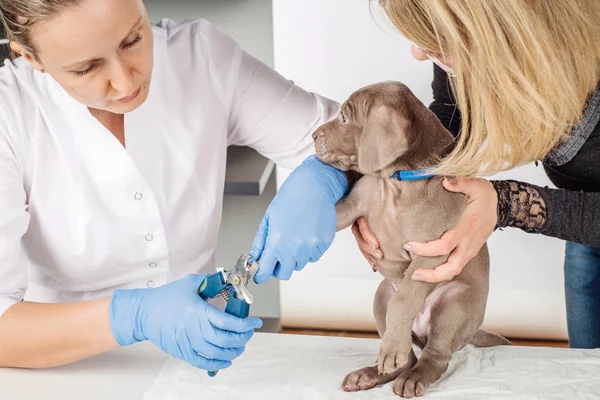 Veterinário cortando unhas dos pés do cão . — Fotografia de Stock