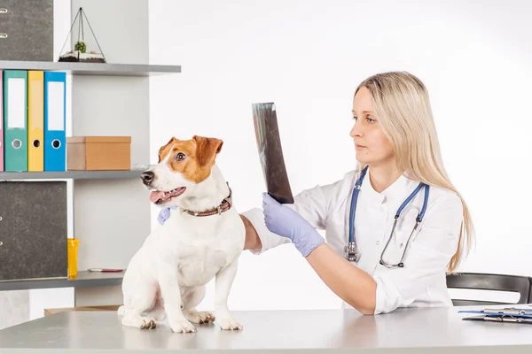 Doutor olhando cão X-RAY — Fotografia de Stock