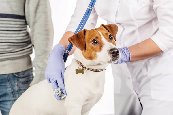 Veteriner muayene köpek — Stok fotoğraf
