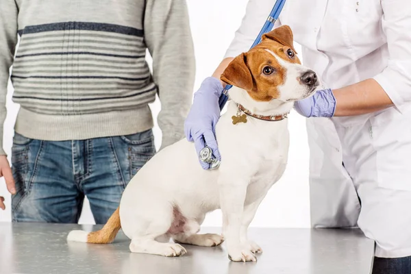 Vétérinaire examinateur chien — Photo