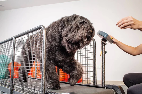 Opleiding van de hond in de fitnessclub — Stockfoto